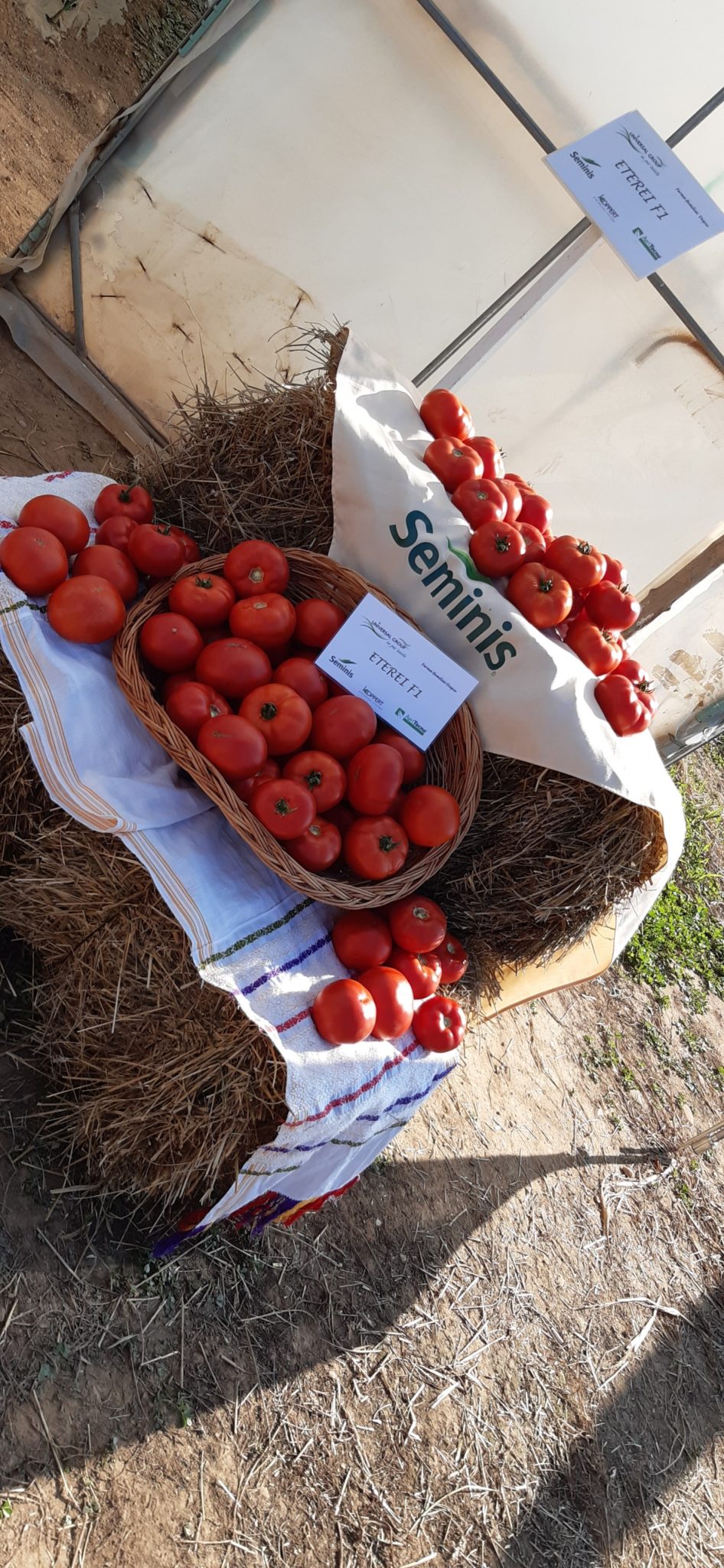 Tomate Eterei F1 100 Seminte Seminis SolarLegume Ro Magazin