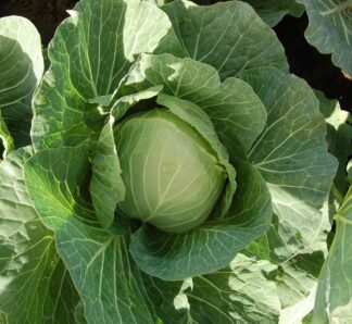 Varza Cabbice F1 1000 seminte, Hazera