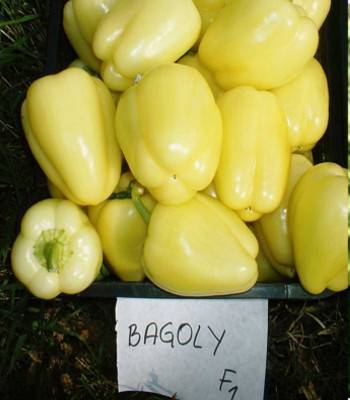 seminte-ardei-gras-bagoly-f1 (1)