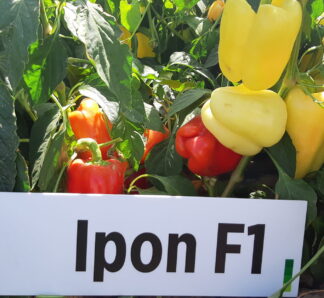 Ardei galben Ipon F1 500 Seminte, Zki