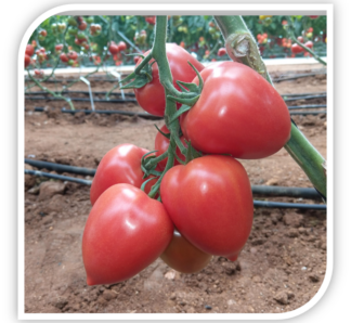 Seminte de tomate prunisoare roz Kongo F1 250 Seminte, Clause