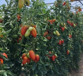 Seminte de tomate tip prunisoara Mirely F1 250 Seminte, Clause