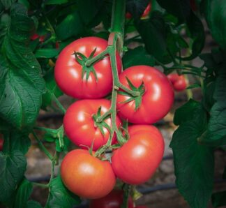 Tomate de culoare Roz Clarosa F1 250 Seminte, Clause