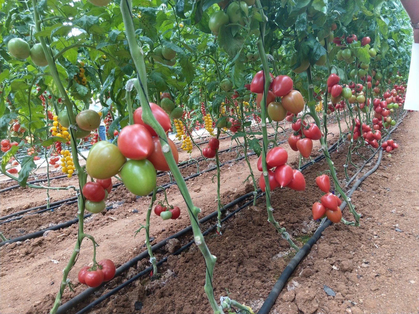 seminte-tomate-kongo-f1-clause-250-seminte