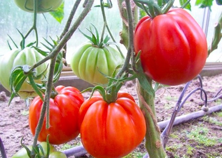 inima-de-albenga-60-seminte-tomate-crete-nedeterminate-semitimpurii_3763