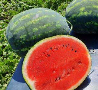 Sherkhan F1 100 sem – Pepene verde tip Crimson Sweet, Hazera