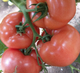 Tomate roz Loara F1 250 Seminte, Clause