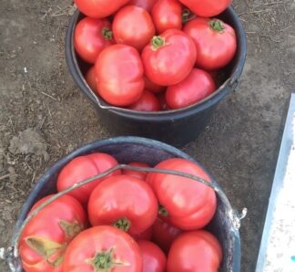 Tomate roz Aphen F1 250 Seminte, Clause