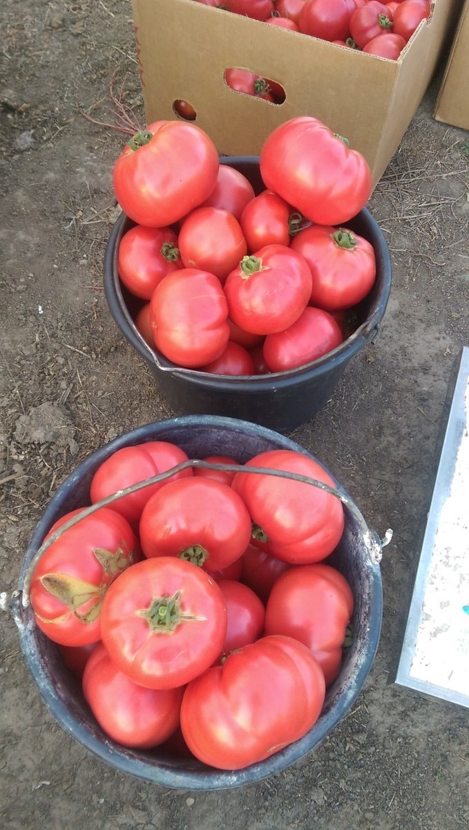 seminte-tomate-aphen-f1-clause-250-seminte