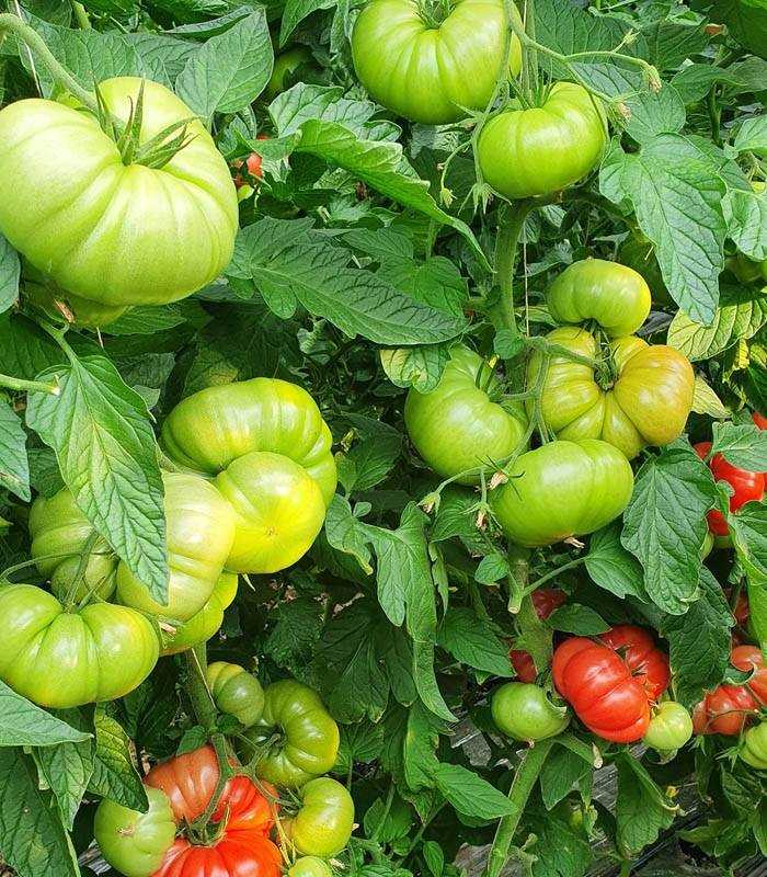 seminte-tomate-roz-buffalopink-f1-250-seminte (1)