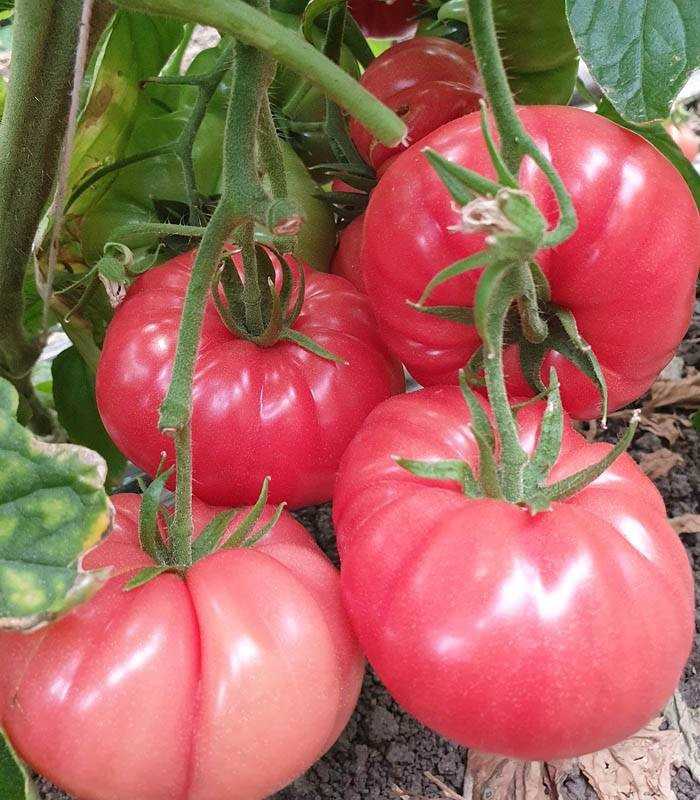seminte-tomate-roz-buffalopink-f1-250-seminte (2)