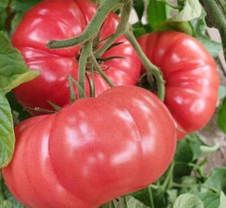 Tomate roz Buffalopink F1, 250 seminte, Clause