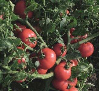 Seminte de tomate Sultan F1, 1000 sem, Bejo