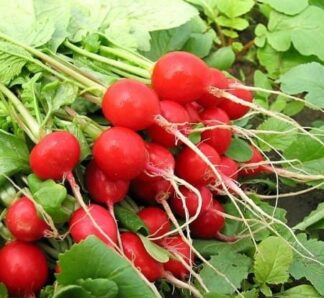 Seminte de ridichi Sora 250gr, GRAINES VOLTZ