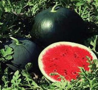 Pepene negru Red Star F1 500 seminte, Nunhems