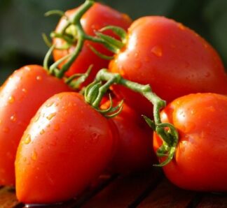 Dyno F1 1000 Seminte de tomate (de tip prunisoara), Clause