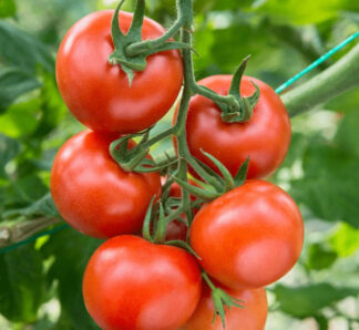 Seminte de tomate Tamaris F1, 1000 seminte, Clause
