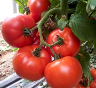 Tomate Signora F1 500 seminte, Esasem