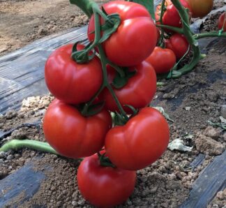 Tomate Vitara F1 1000 seminte, Fito