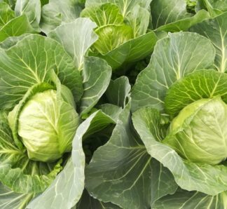 Varza Constable F1, 1000 seminte, Clause