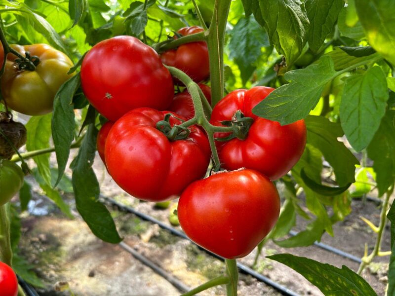 Seminte tomate Costared F1, 1000 seminte, Rijk Zwaan