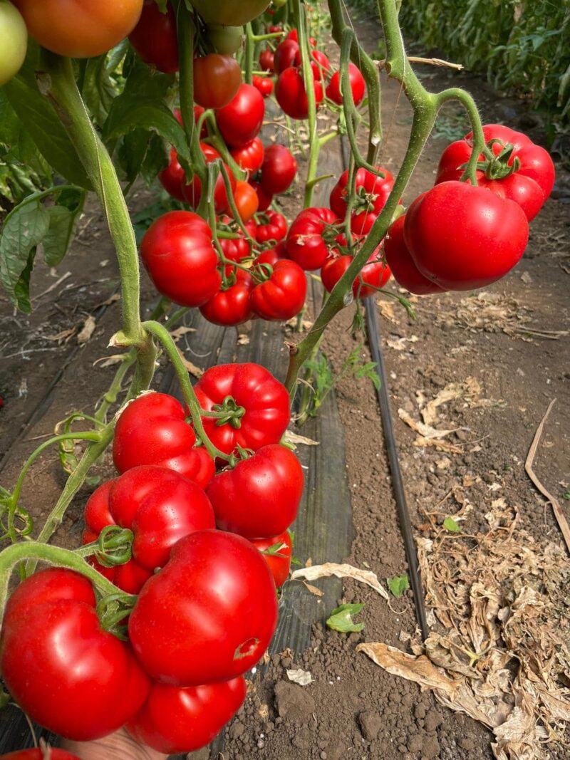 Seminte tomate Costared F1, 1000 seminte, Rijk Zwaan - imagine 5