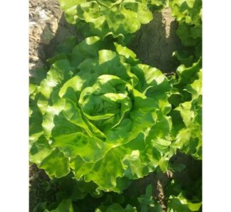 Seminte de salata drajata SV0001LB, 5000 seminte, Seminis