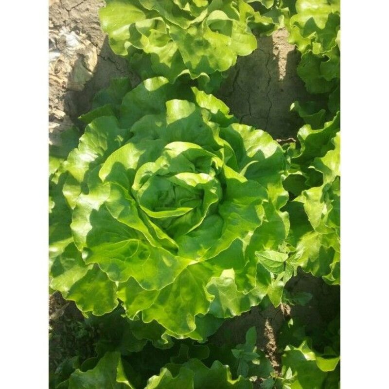 Seminte de salata drajata SV0001LB, 5000 seminte, Seminis