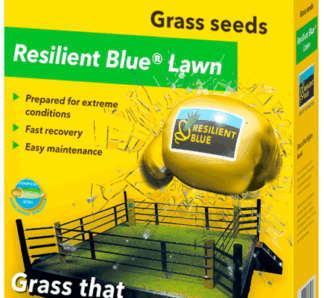 Semințe gazon Resilient Blue Lawn 1 Kg, Barenbrug