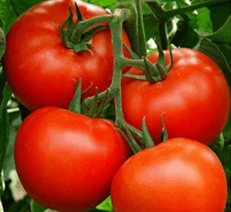 Seminte de tomate Belfast F1 500 seminte, Enza Zaden