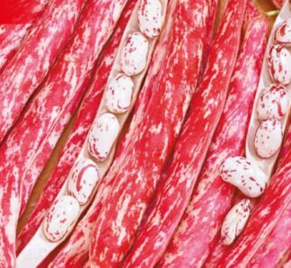 Seminte de Fasole de culoare Rosiatica, Lampo - 80 gr, Opal