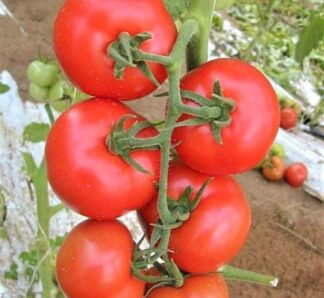 Seminte tomate GALINA F1, 500 Seminte, Hazera