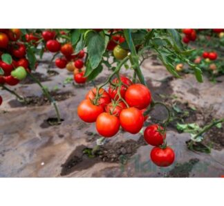 Seminte tomate Devonet F1 500 seminte, Syngenta