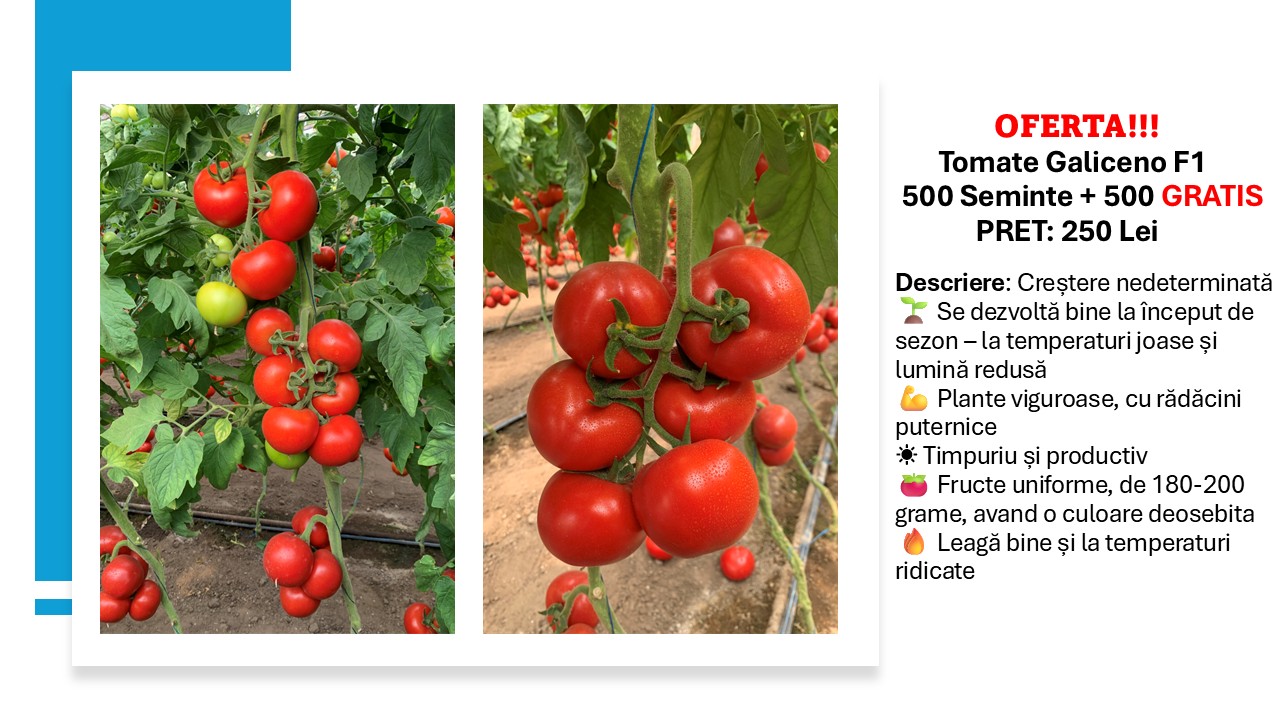 Tomate Galiceno F1 500 seminte + 500 seminte gratis, Hazera