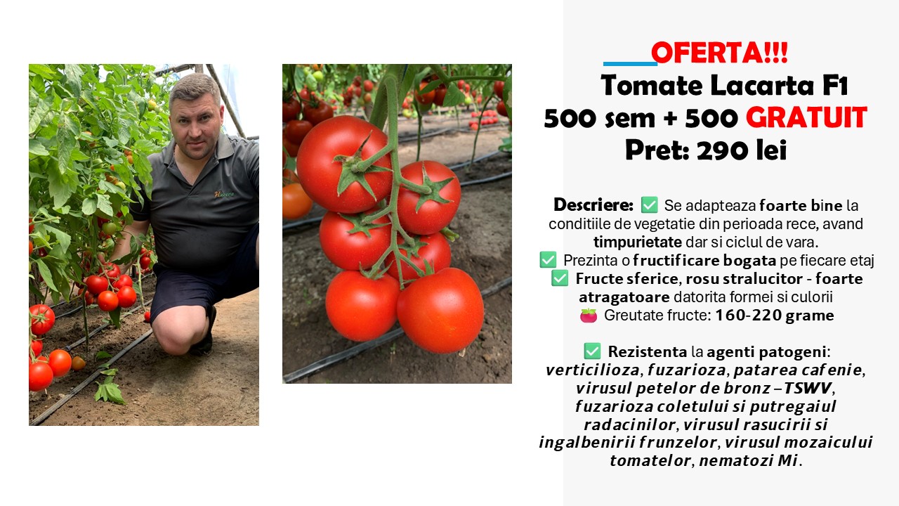 Seminte tomate Lacarta F1, 500 seminte, Hazera. Oferta 1 plic + 1 gratuit
