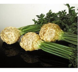 Seminte de telina Mentor, 10.000 seminte, Agri Semen