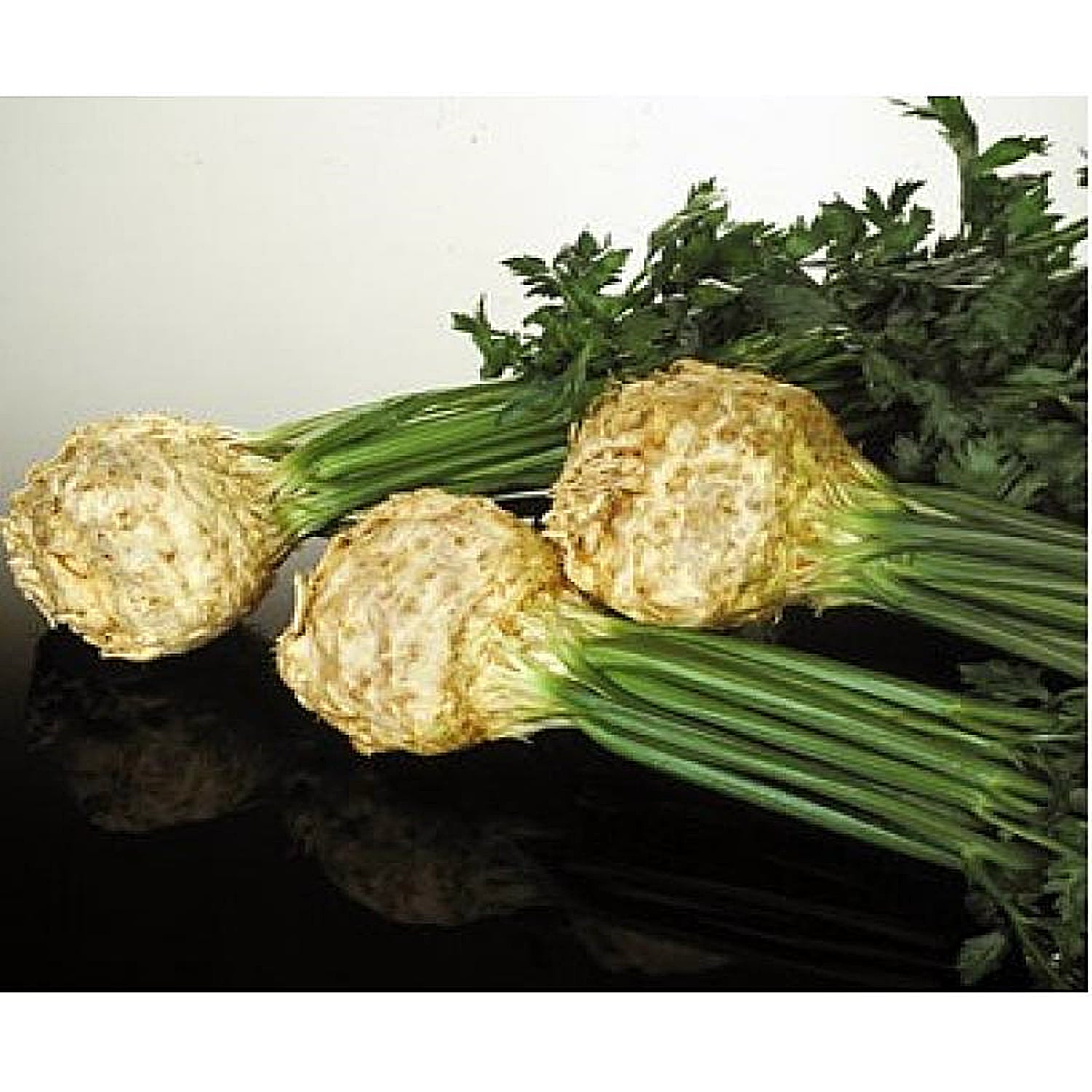 Seminte de telina Mentor, 10.000 seminte, Agri Semen