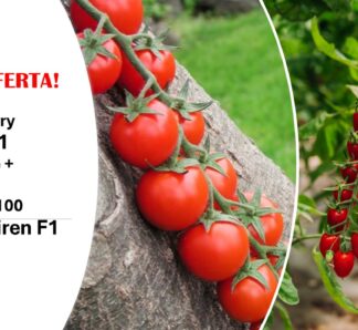 Tomate cherry Lucinda F1 100 seminte, Hazera + 100 seminte GRATUIT Shiren F!