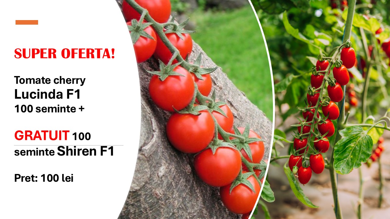 Tomate cherry Lucinda F1 100 seminte, Hazera + 100 seminte GRATUIT Shiren F!