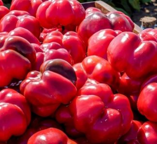 Ardei Gogosar Carcassone F1 - 500 seminte, Seminis