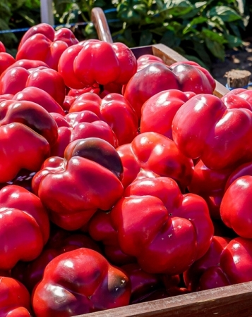 Ardei Gogosar Carcassone F1 - 500 seminte, Seminis