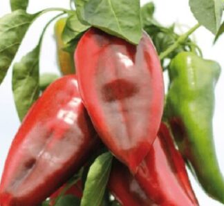 Seminte ardei Slonovo Uvo (ureche de elefant) 100 grame, Superior