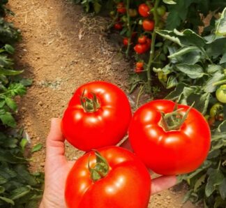 Seminte tomate Zadurella F1 - 250 semințe, Vilmorin