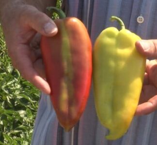 Ardei Belo Uvo (Urechea alba) 50 grame, Superior