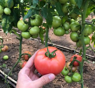 Tomate roz Manusa RZ F1 – 100 Seminte, Rijk-Zwaan