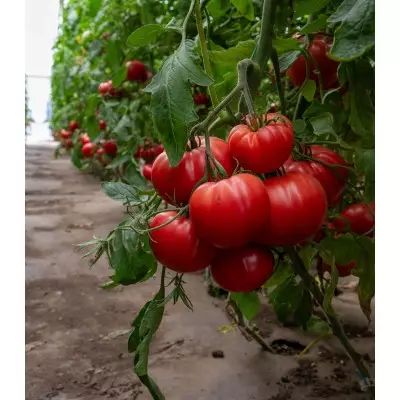 Seminte de tomate Rosamei F1, 250 seminte, Fito - imagine 3