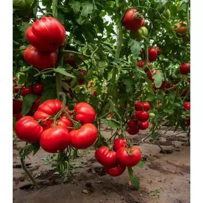 Seminte de tomate Rosamei F1, 250 seminte, Fito - imagine 2