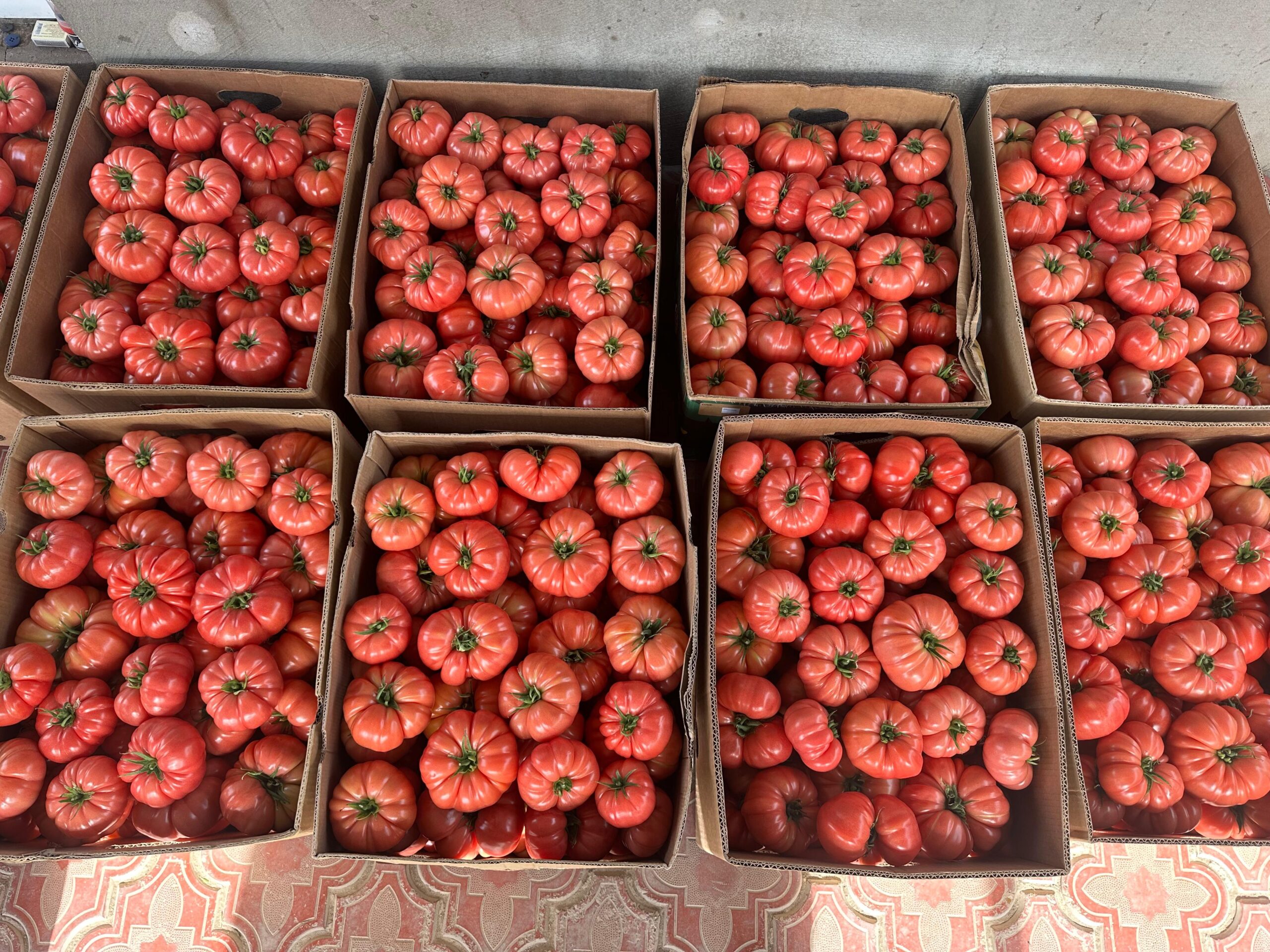 Tomate roz Buffalopink F1, 250 seminte, Clause - imagine 2