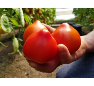 Seminte de tomate Dominet F1, 500 seminte, Syngenta