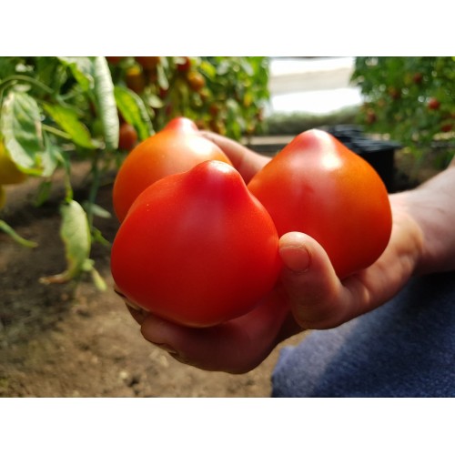 Seminte de tomate Dominet F1, 500 seminte, Syngenta